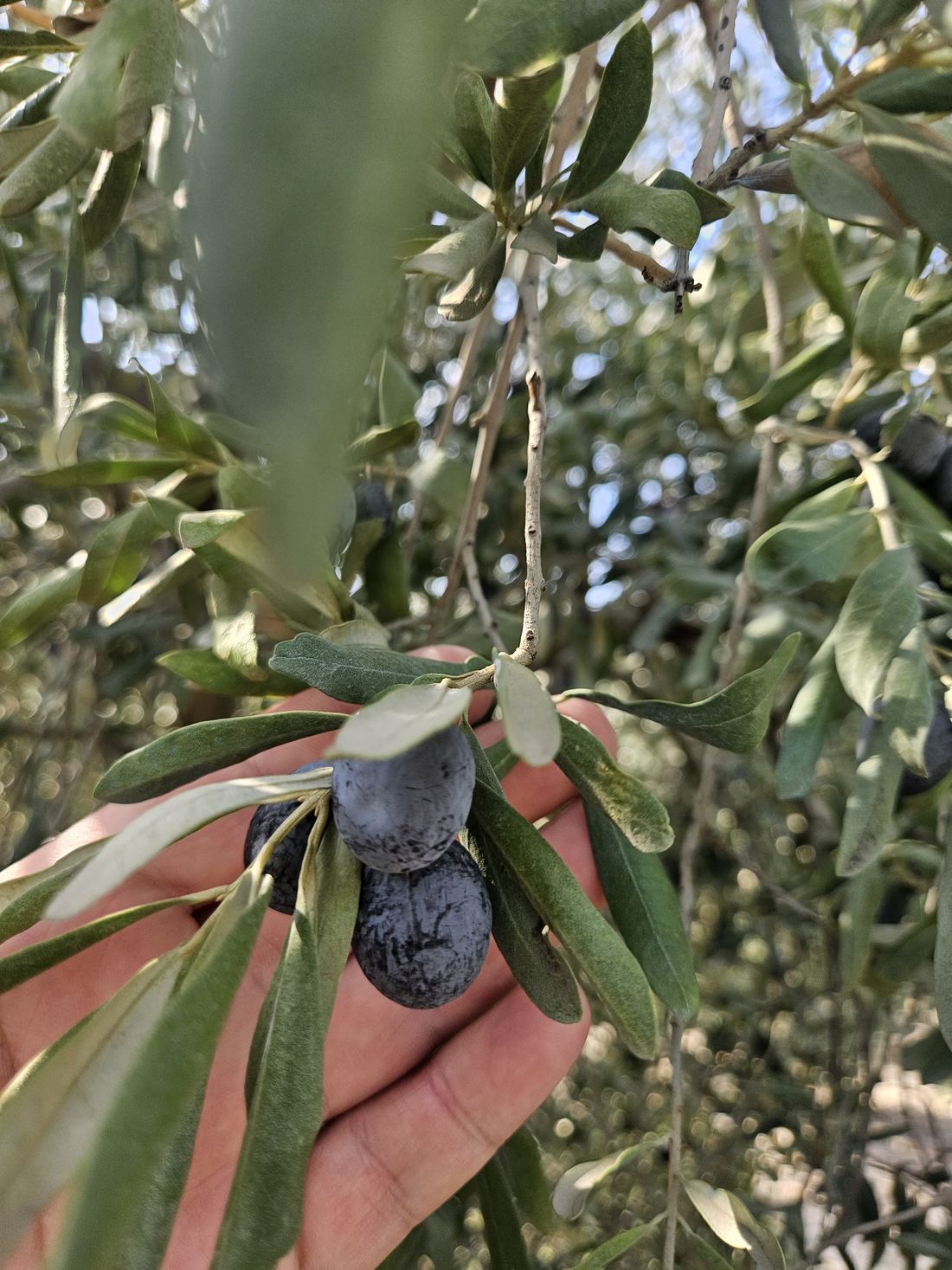 Dalında olgunlaşan zeytin